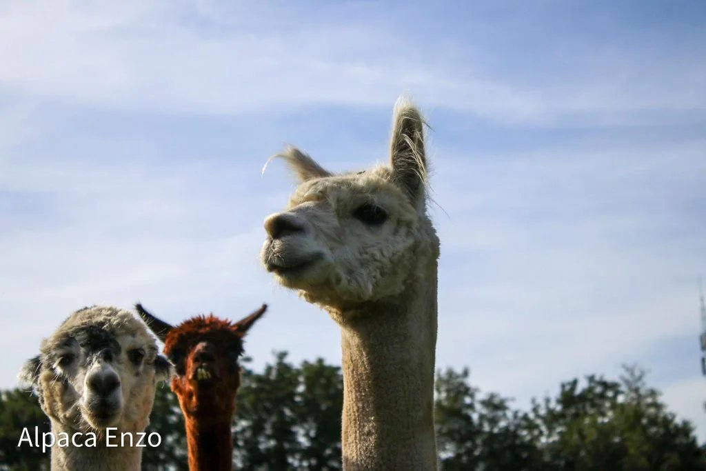 Alpaca's bij Alpaca Enzo