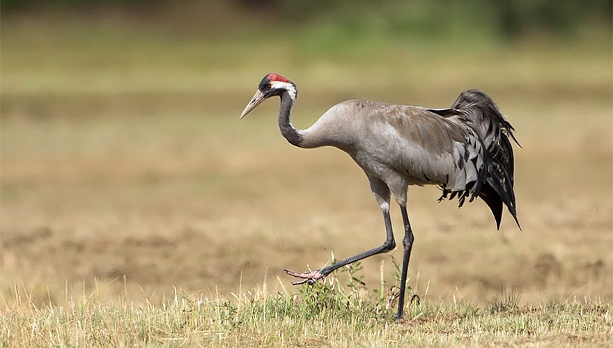 Kraanvogel in het Fochteloërveen
